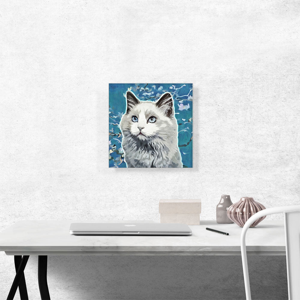 Ojos Azules Cat Breed Blue