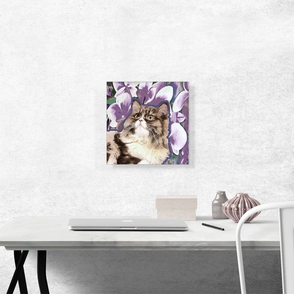 Ragamuffin Cat Breed Violet