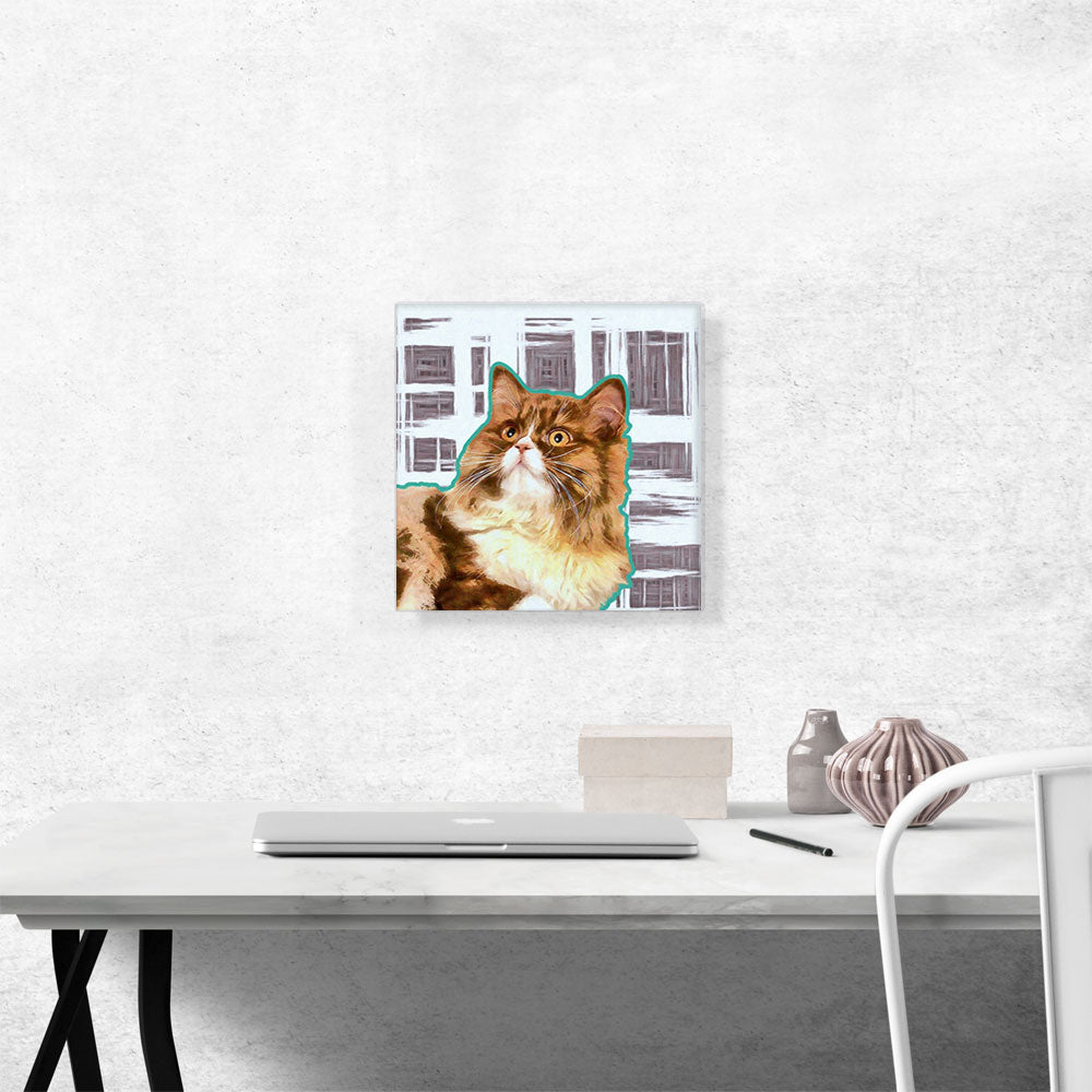 Ragamuffin Cat Breed