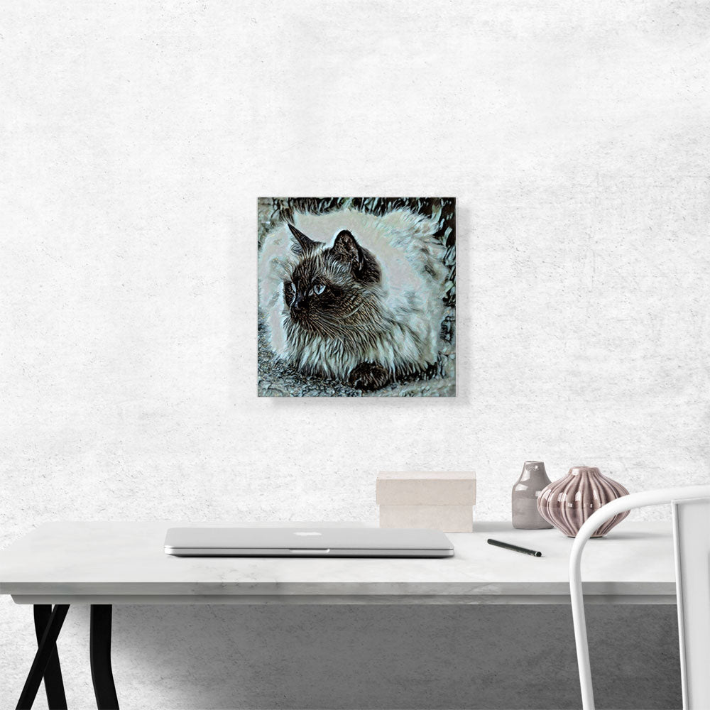 Himalayan Cat Breed