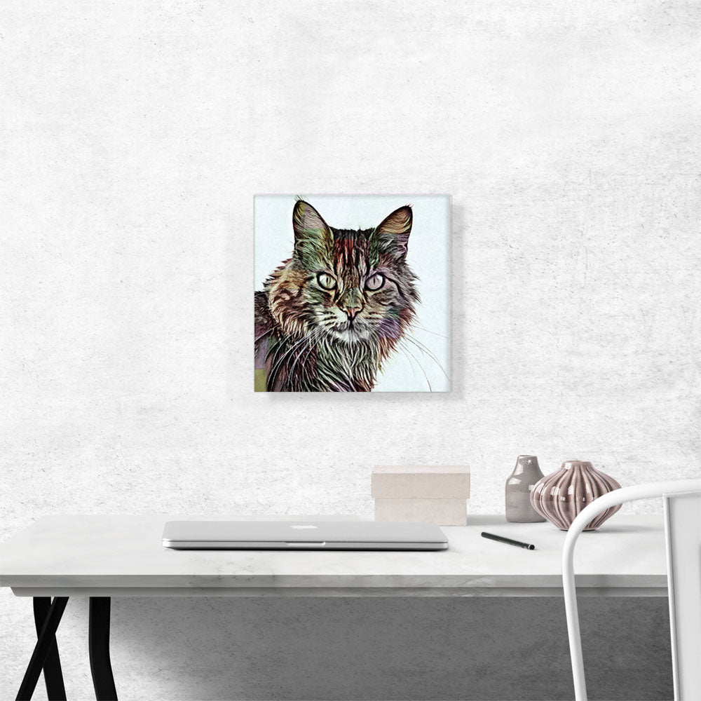 Maine Coon Cat Breed White