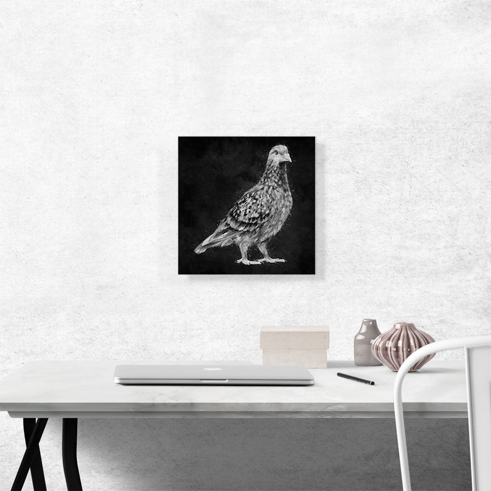 Pigeon Dove Bird Black White