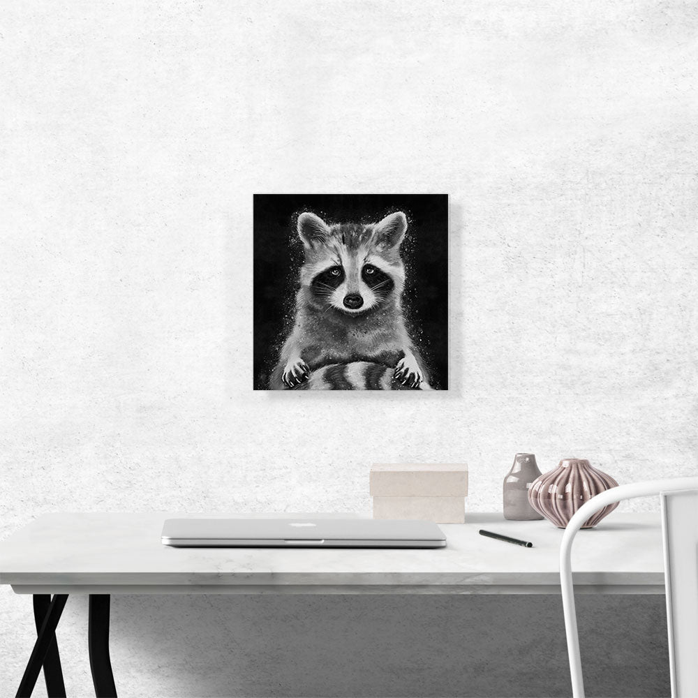 Raccoon Racoon Animal Black White