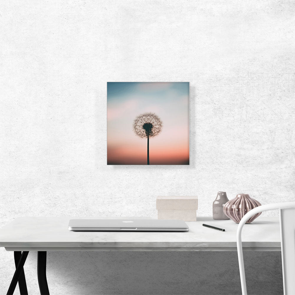 Dandelion Pink Blue Sky Photo