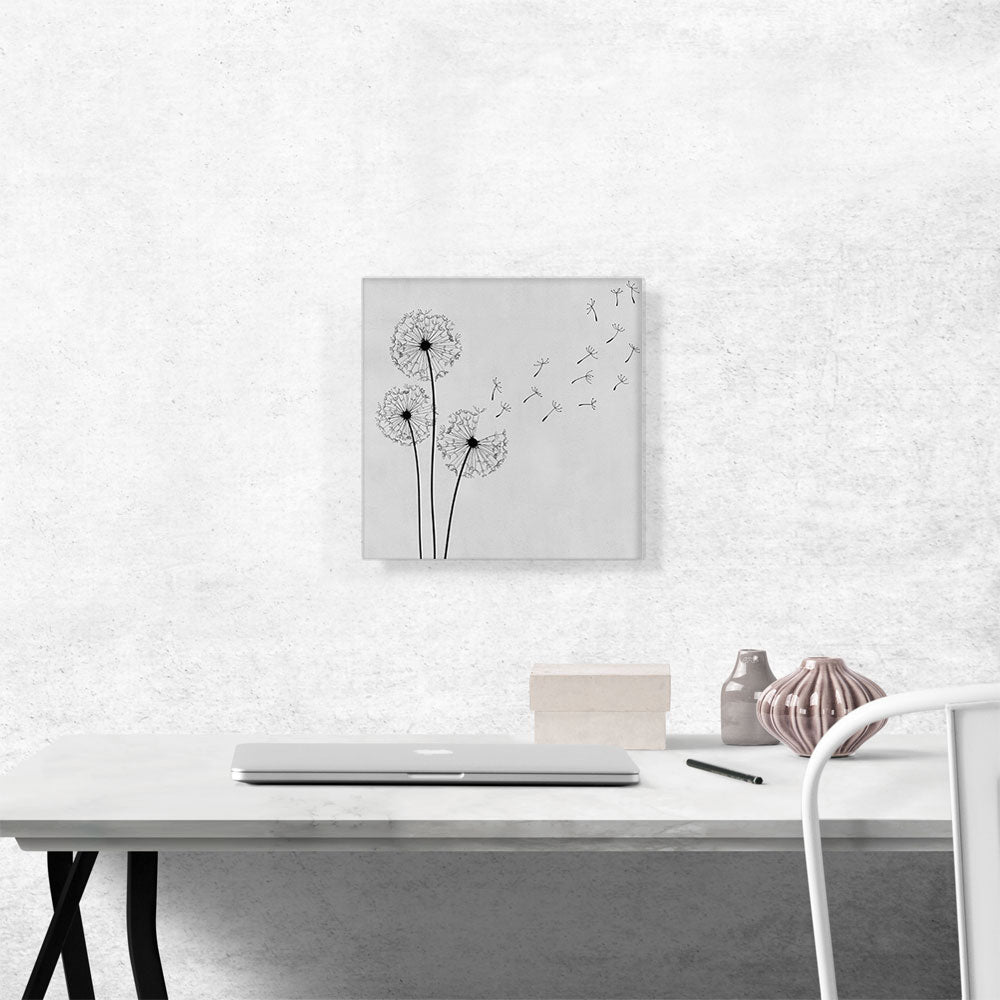 Dandelion Plant Flower Gray Black Square
