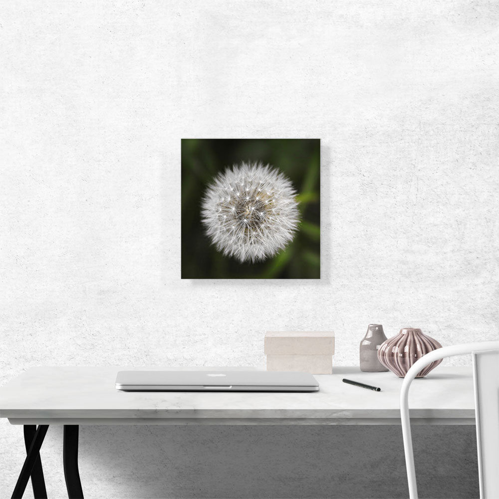 Dandelion Flower Plant Photo