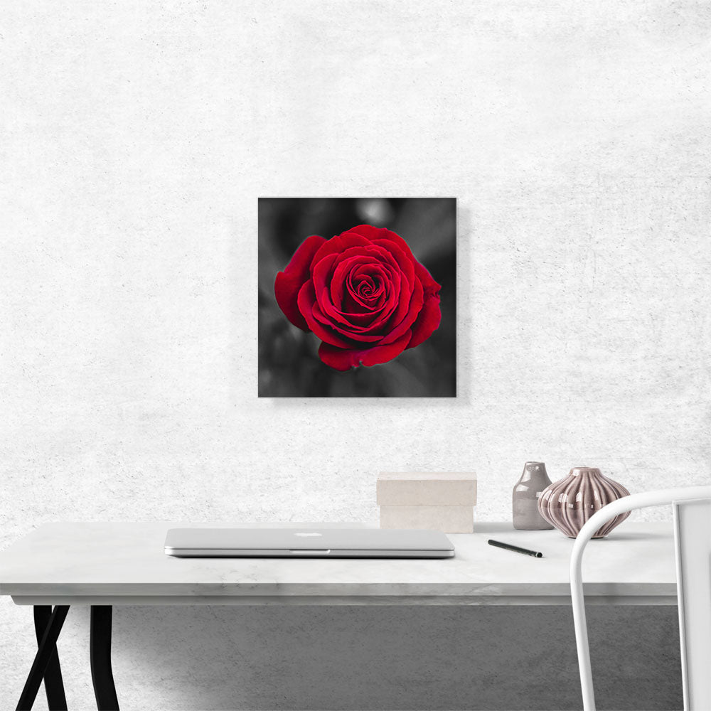 Red Rose Flower In Garden