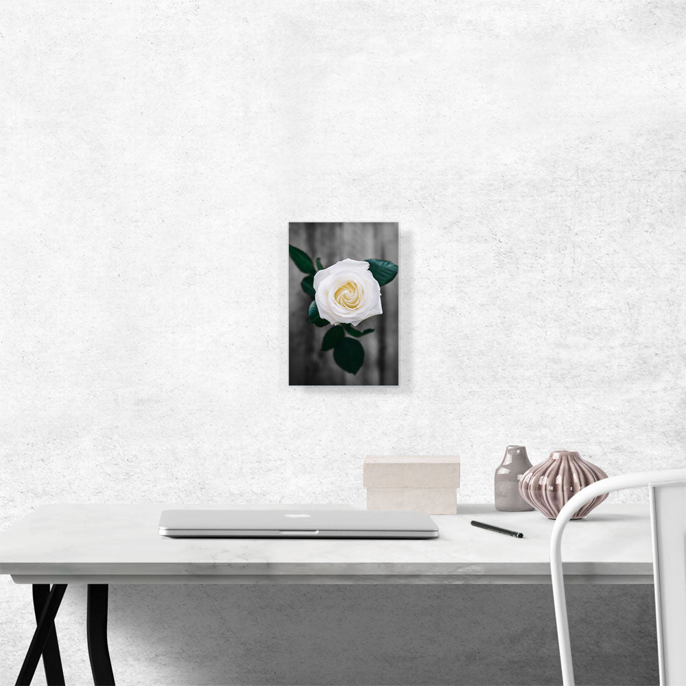 White Rose Green Leaves