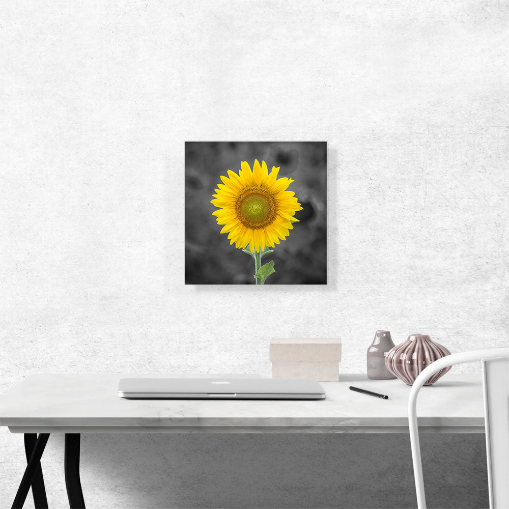Yellow Sunflower In Farm Field