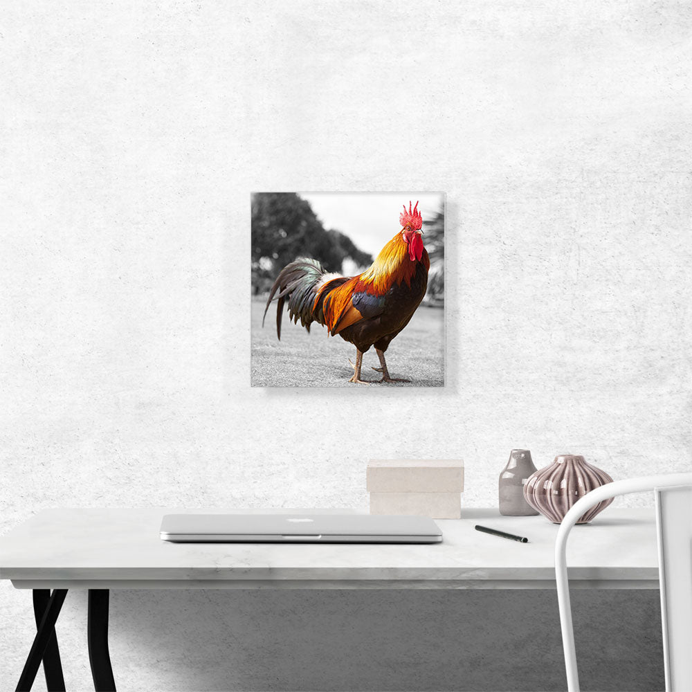 Farm Rooster In Yard