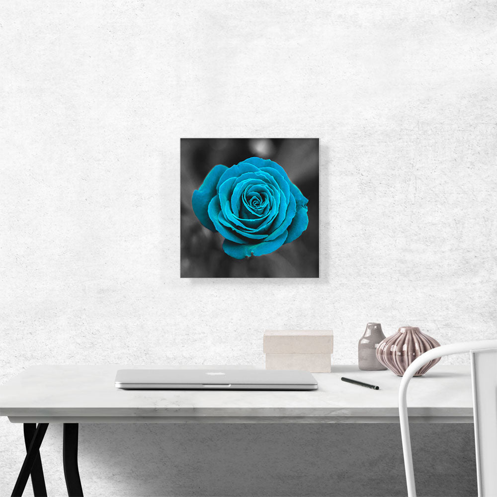 Baby Blue Rose Flower In Garden