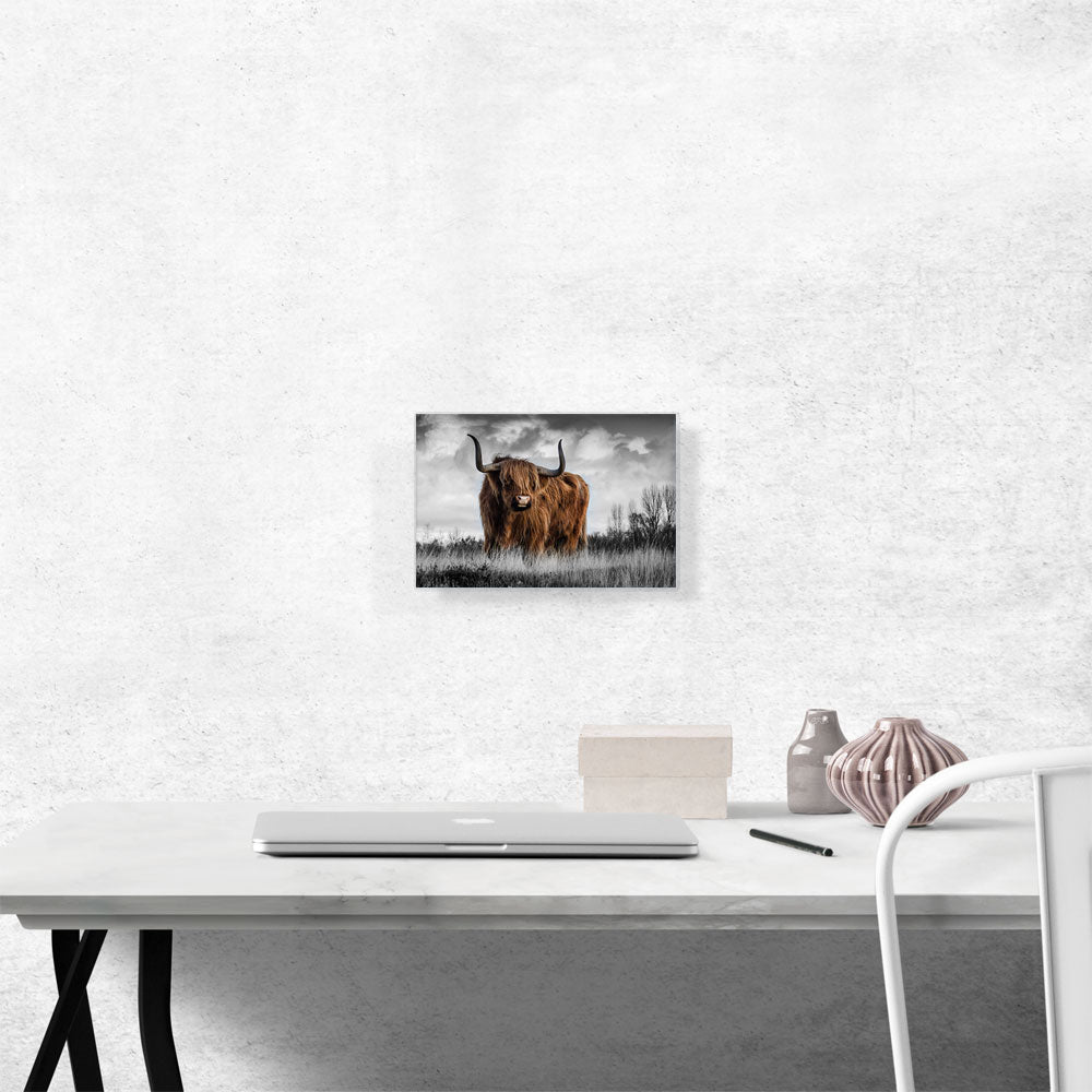 Highland Calf Bull In The Mountain