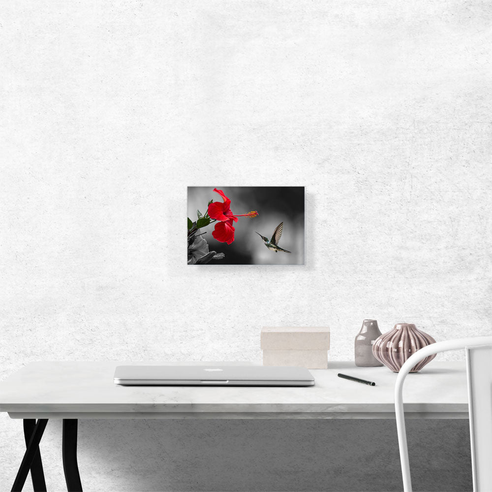 Hummingbird Flying Red Flower