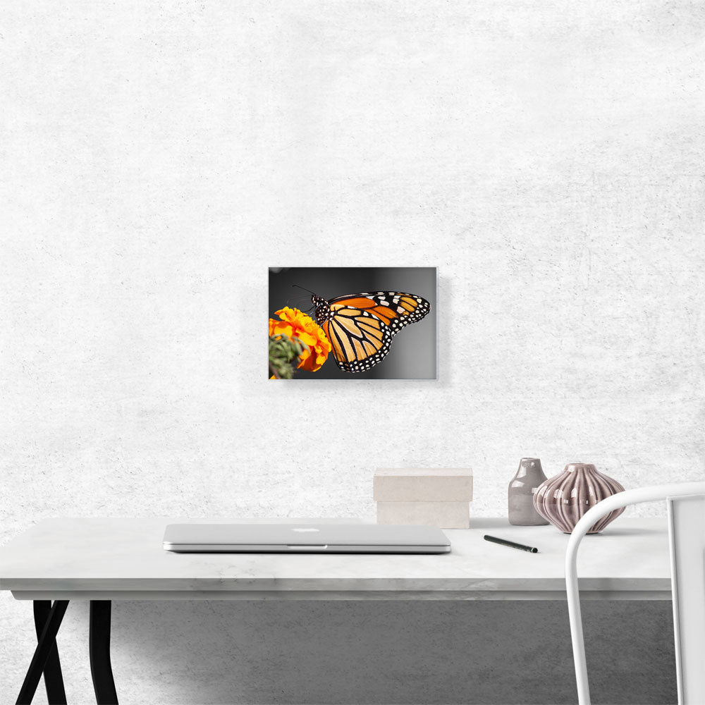 Orange Butterfly On Orange Flower