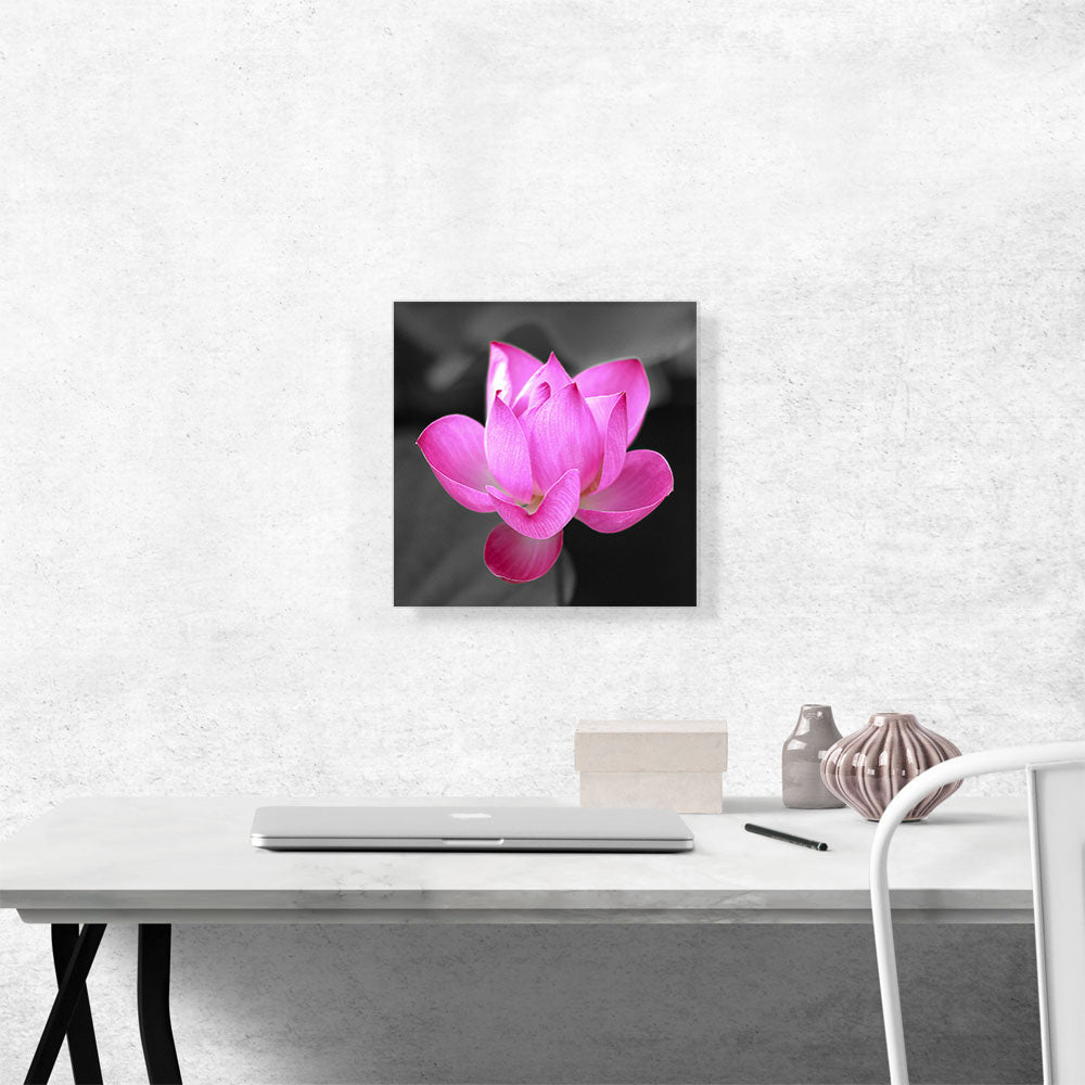 Pink Lotus Flower In Lake