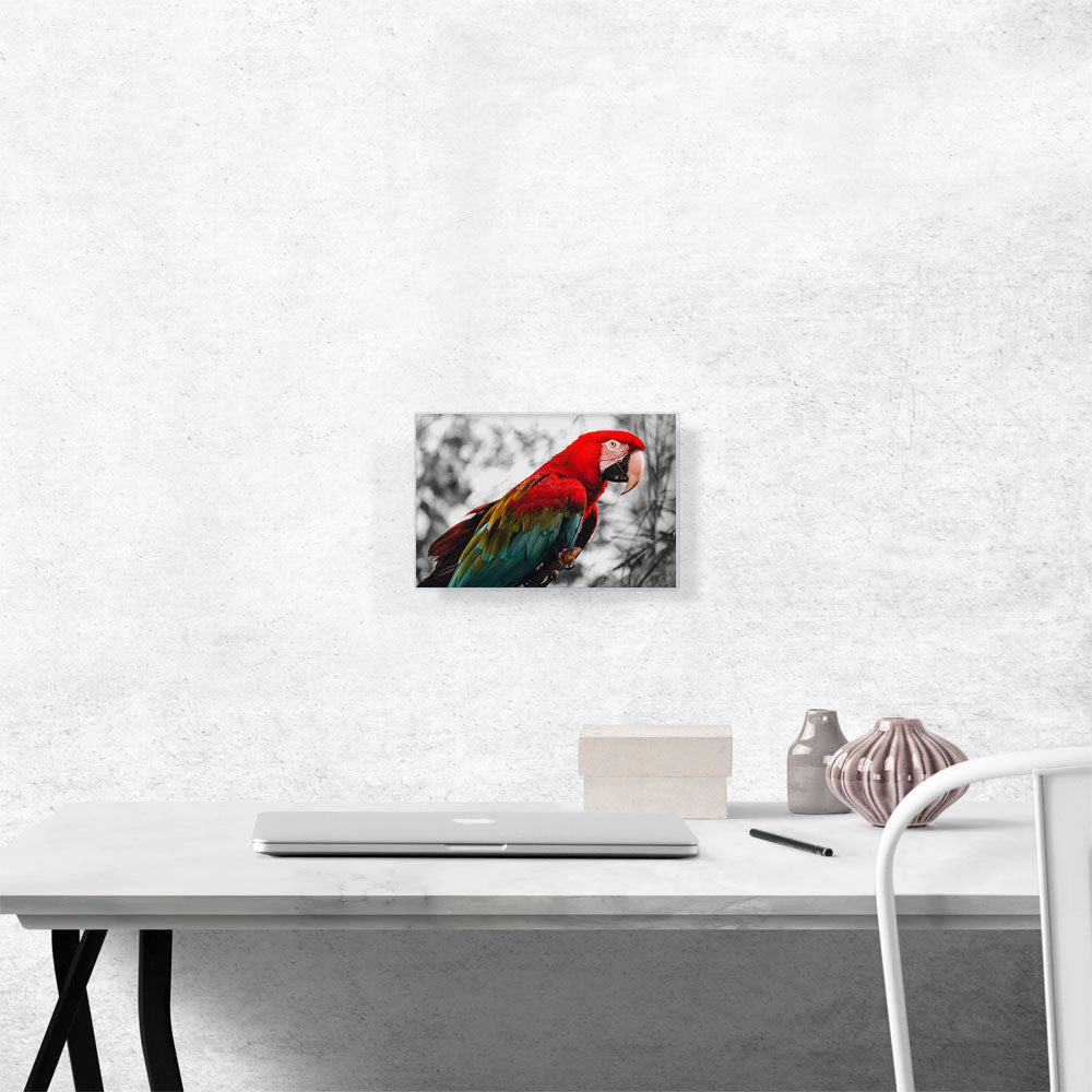 Red And Green Ara Parrot