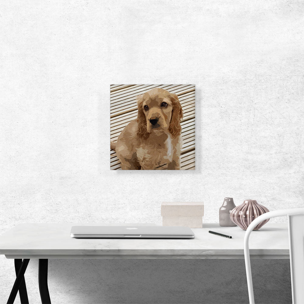 American Cocker Spaniel Dog Breed Lines