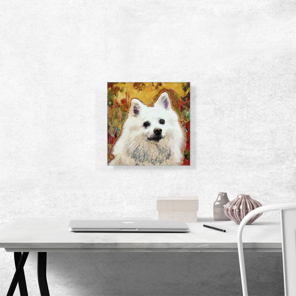 American Eskimo Dog Breed Yellow Red