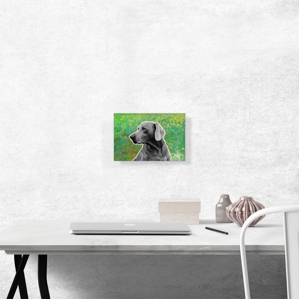 Weimaraner Dog Breed Green