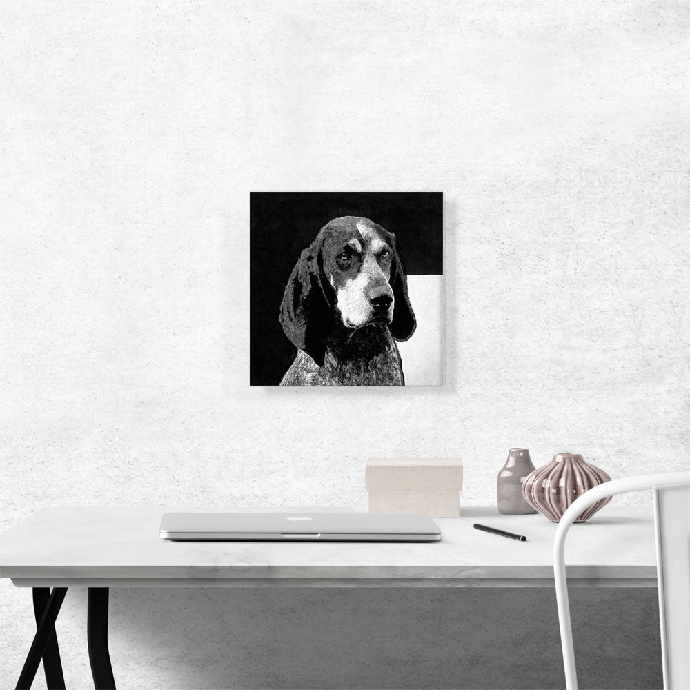 Bluetick Coonhound Dog Breed Black White