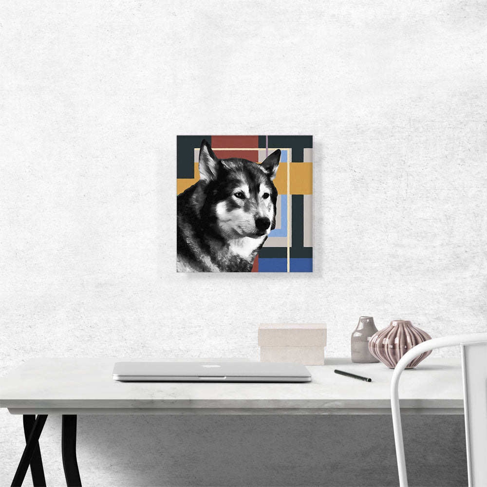 Alaskan Malamute Dog Breed Blue Yellow Red