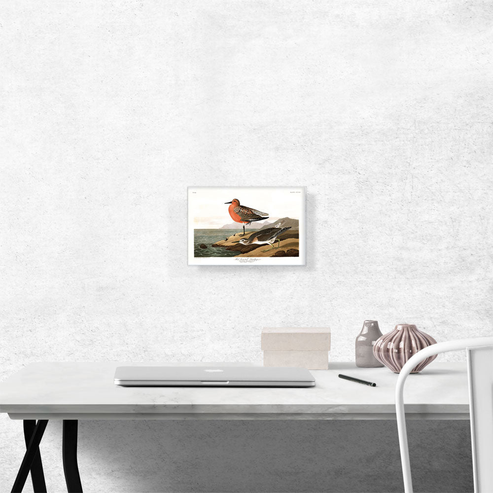 Red Breasted Sandpiper
