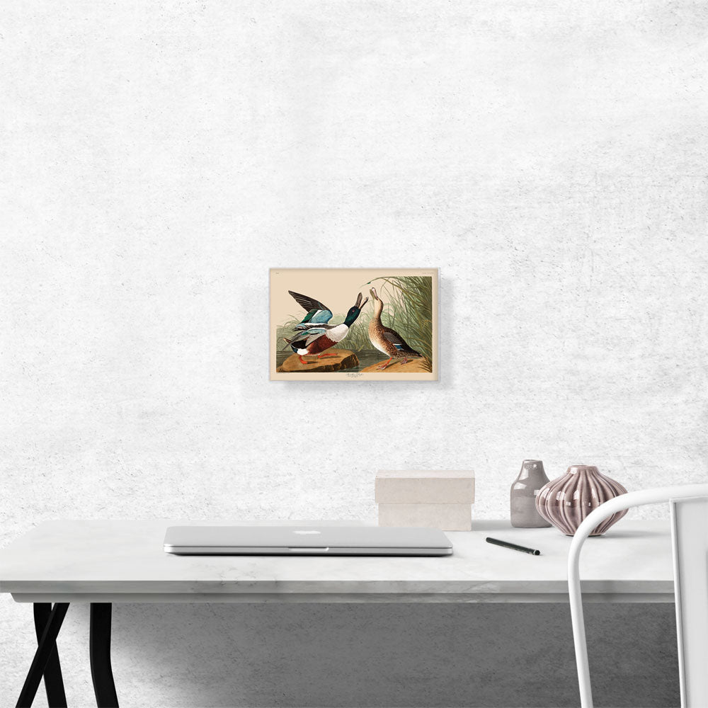 Shoveller Duck