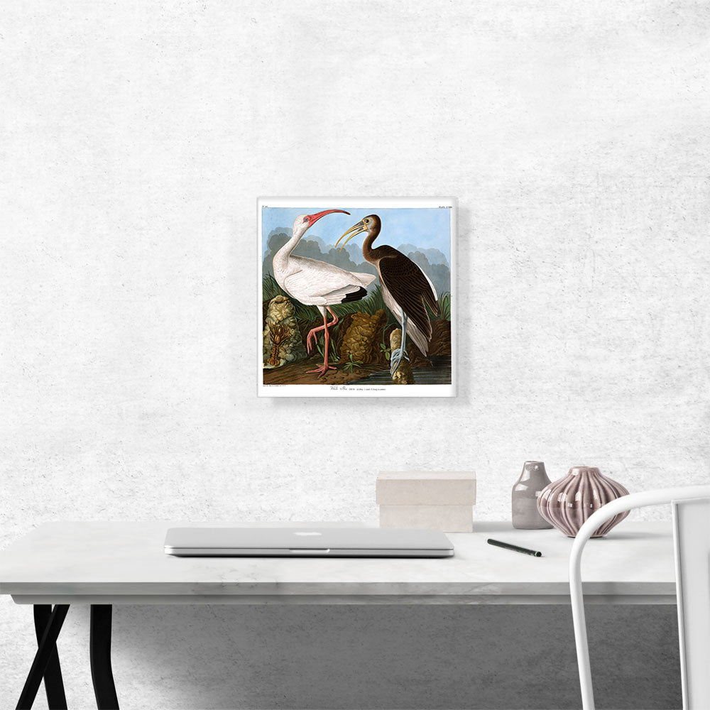 White Ibis
