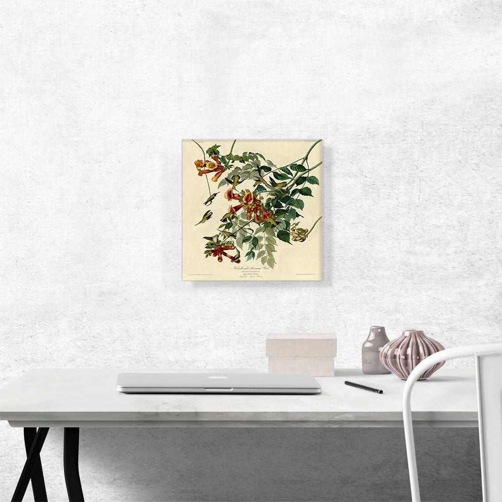 Ruby-throated Humming Bird