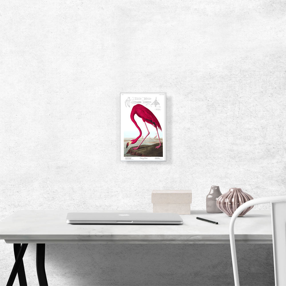 American Flamingo