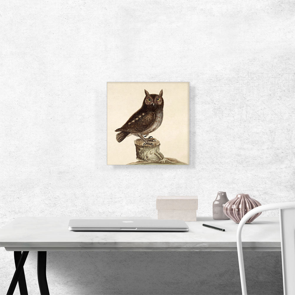 Eastern Screech Owl
