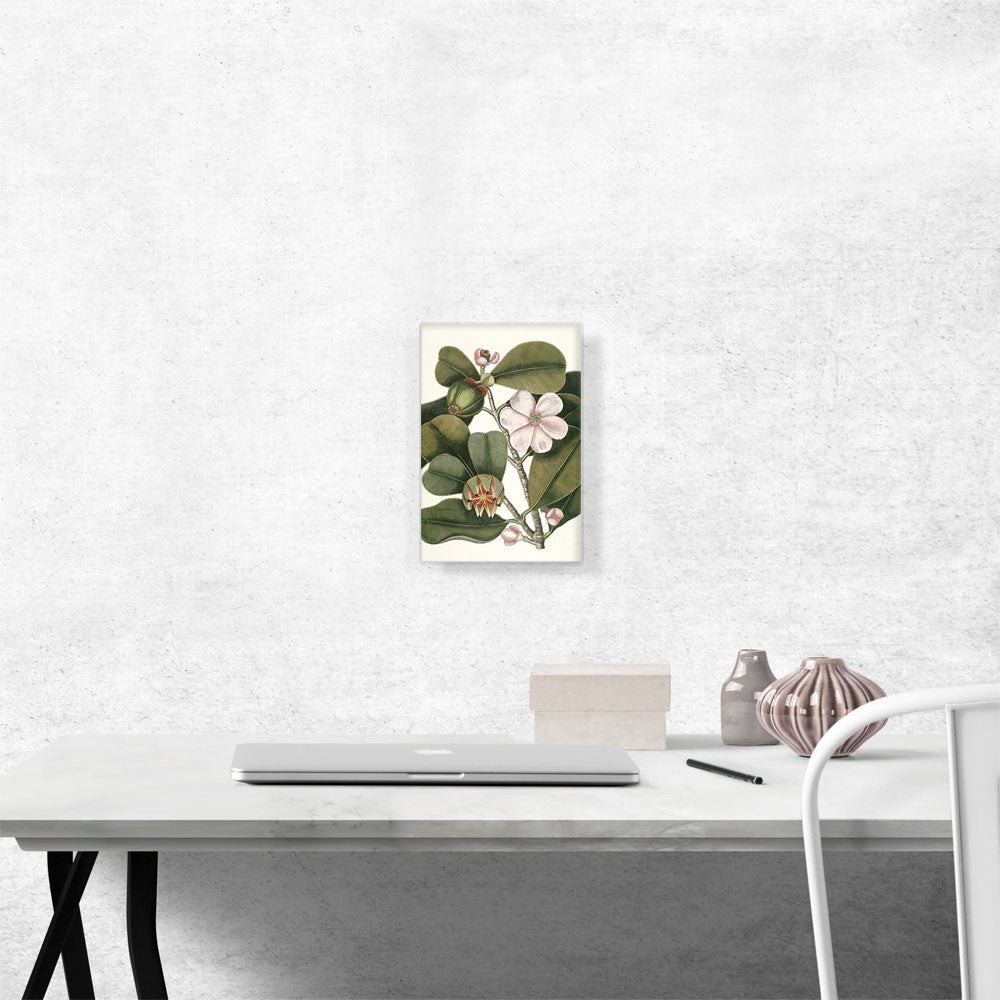 Balsam Tree