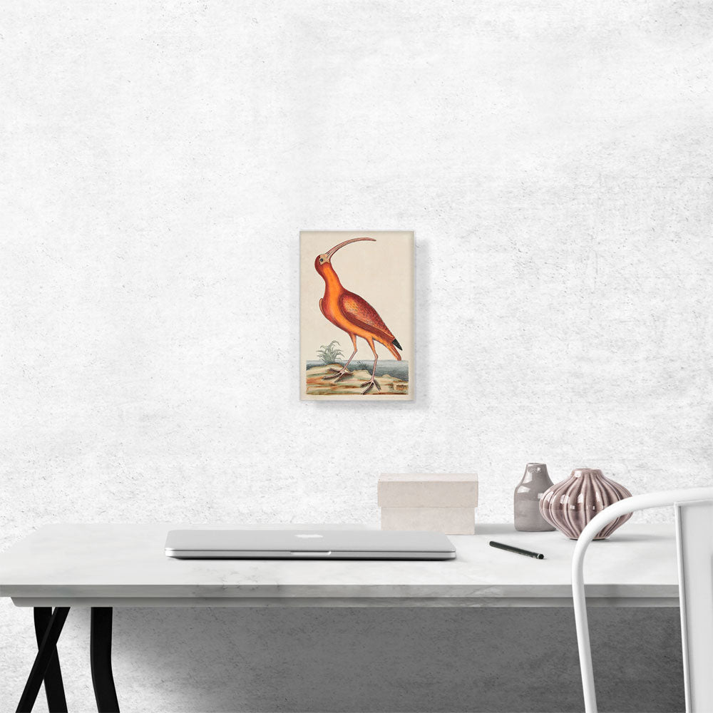 The Red Curlew