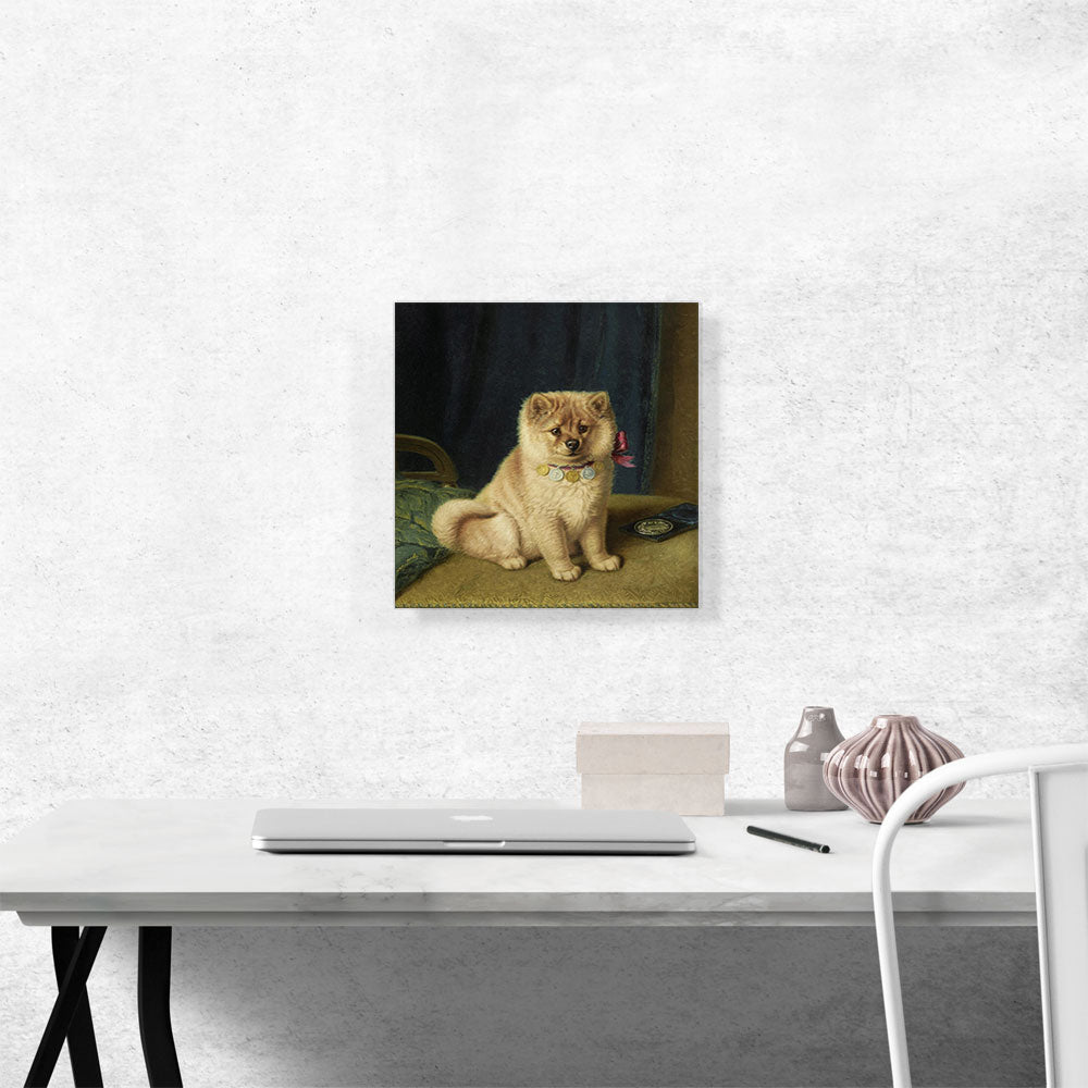 A Prize Winning Chow Chow