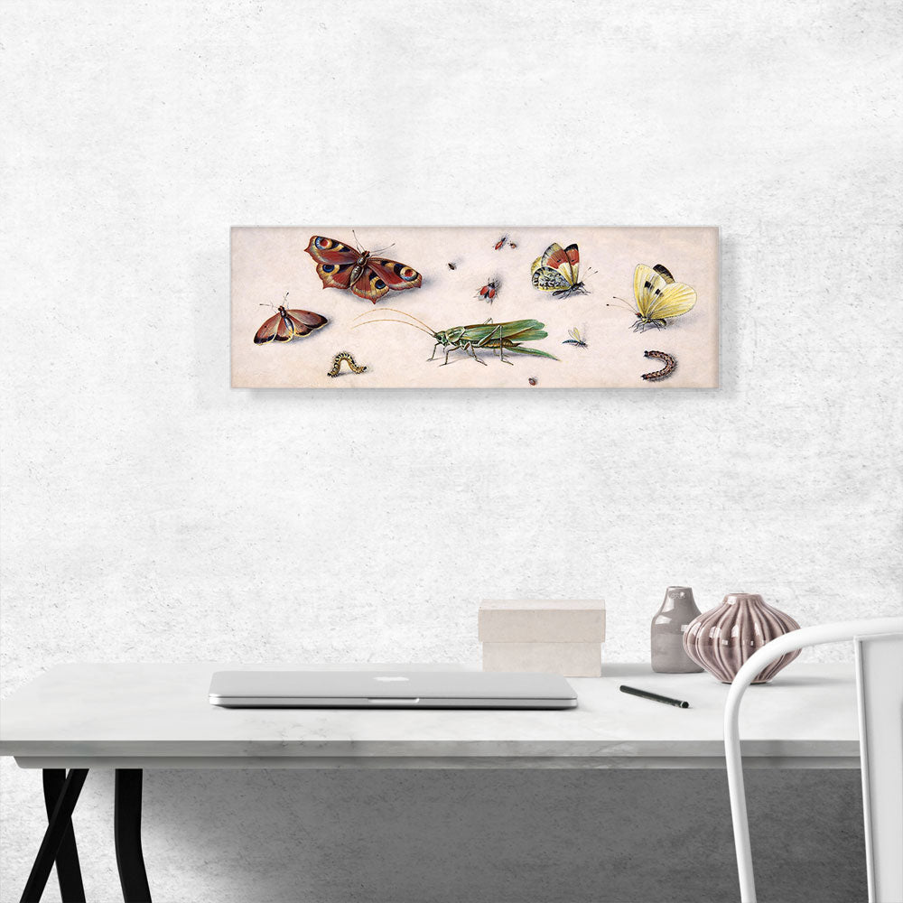 Insects Butterflies And a Grasshopper