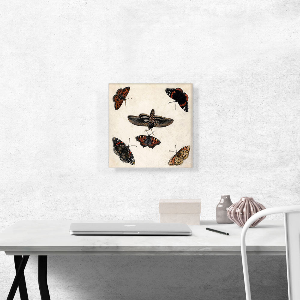 Studies Of Five Butterflies And a Hawk Moth