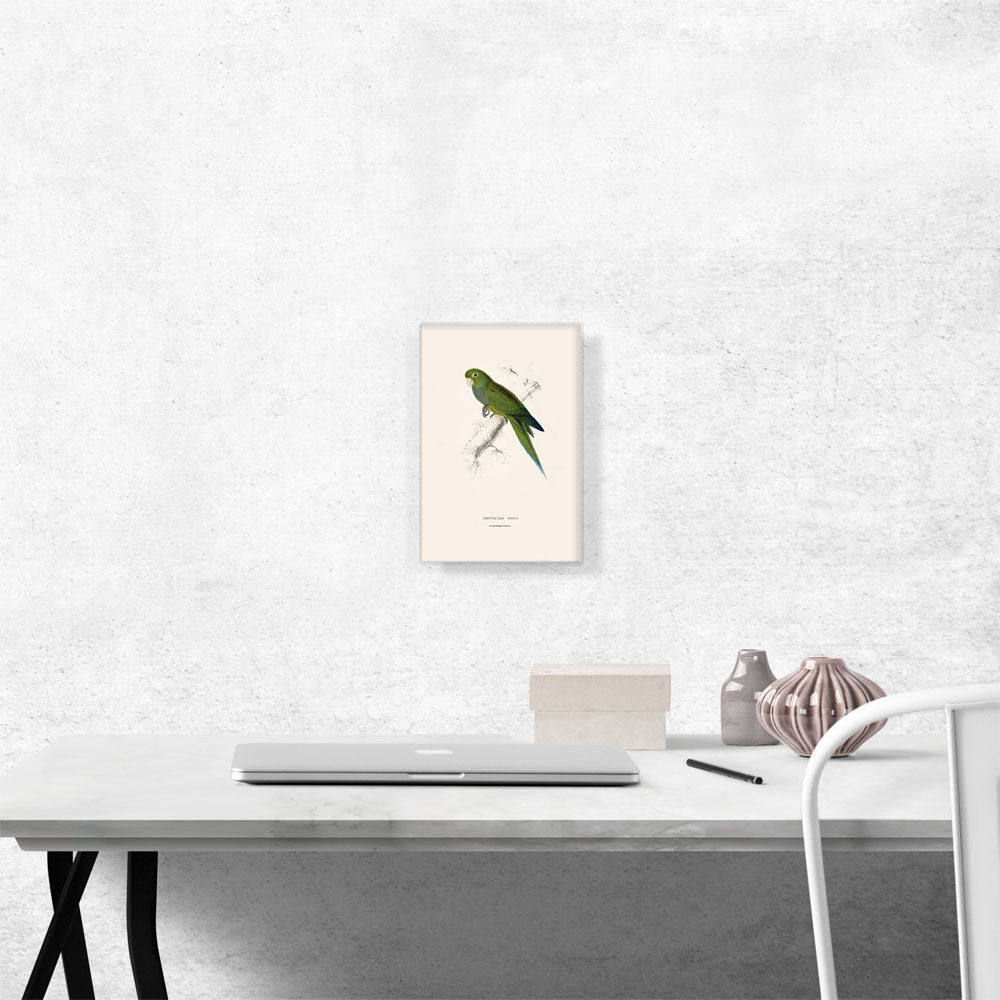 Dwarf Parakeet Macaw 1832
