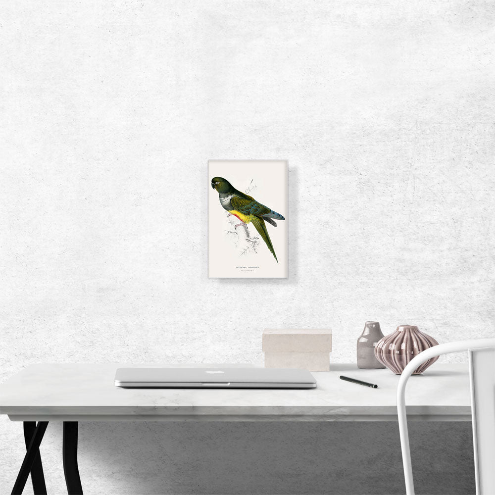 Patagonian Parakeet Macaw 1832