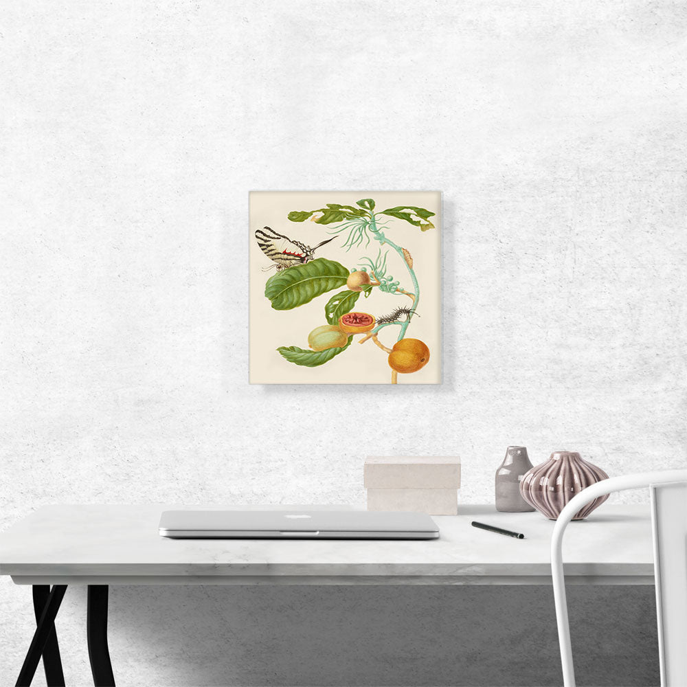 Branch Of Duroia Eriopila Zebra Swallowtail Butterfly 1702