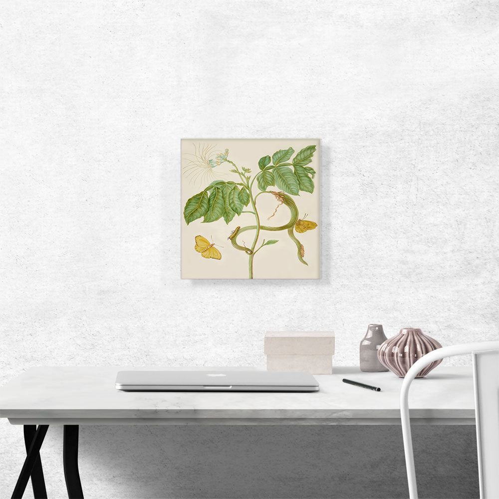 Icecream Bean Tree with Cloudless Sulphur Butterfly 1702