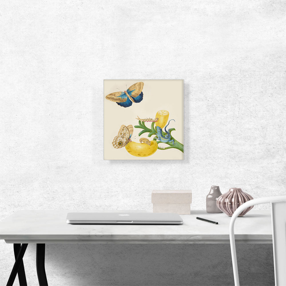 Banana With Teucer Owl Butterfly Rainbow Whiptail Lizard 1702