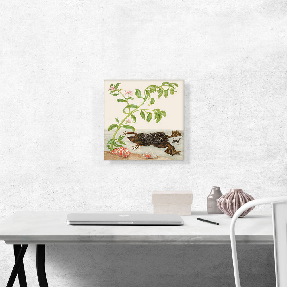 Shoreline Purslane and Suriname Toad 1702