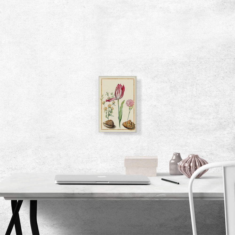 Study Of a Tulip Carnation And Two Shells