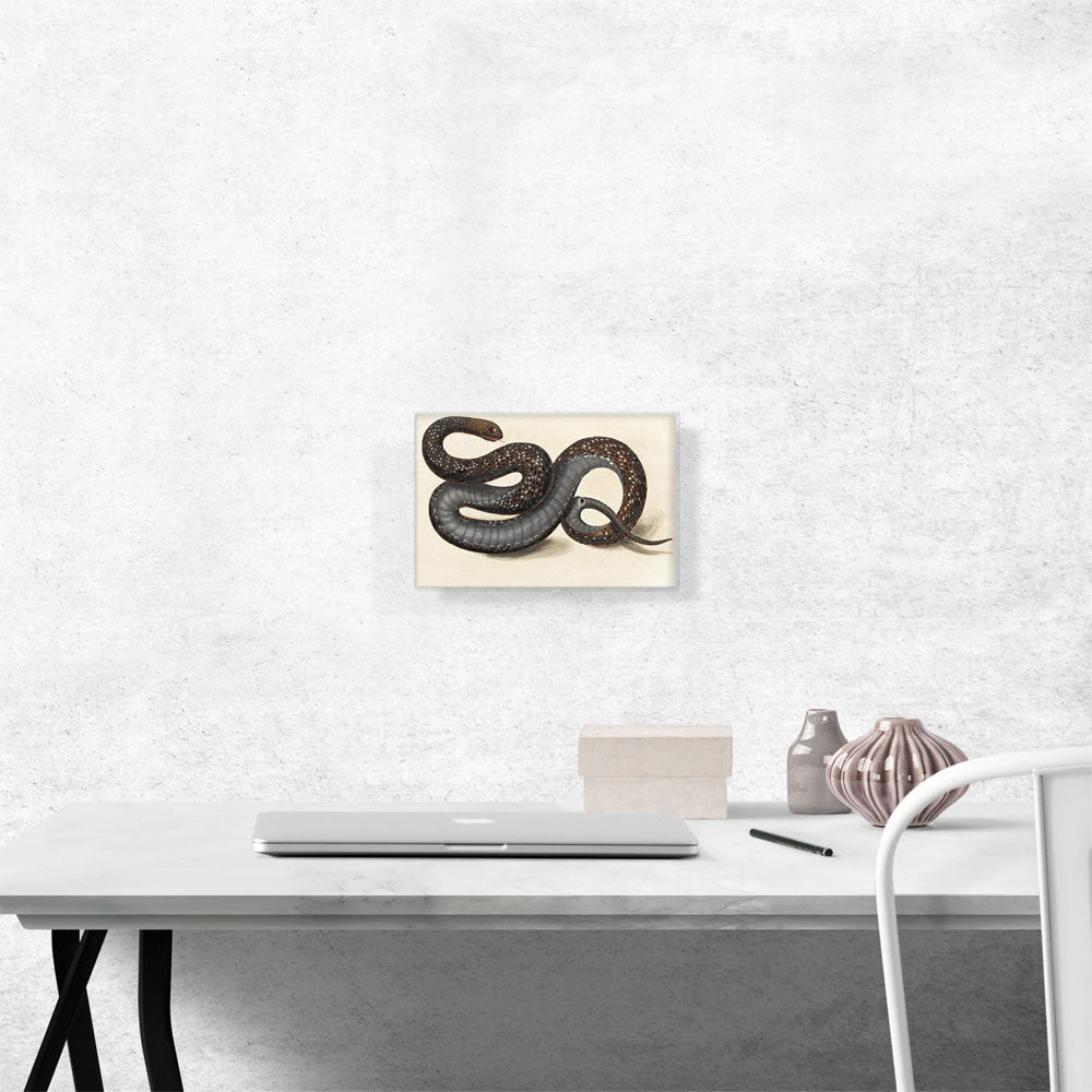 A Snake