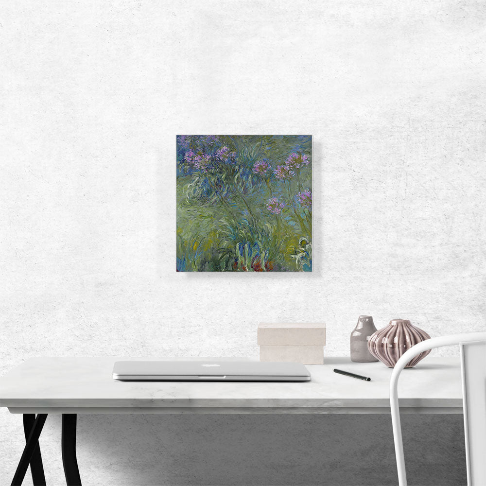 Agapanthus Flowers