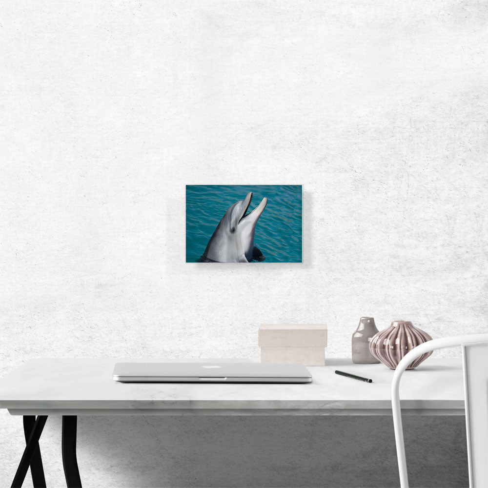 Dolphin Home decor