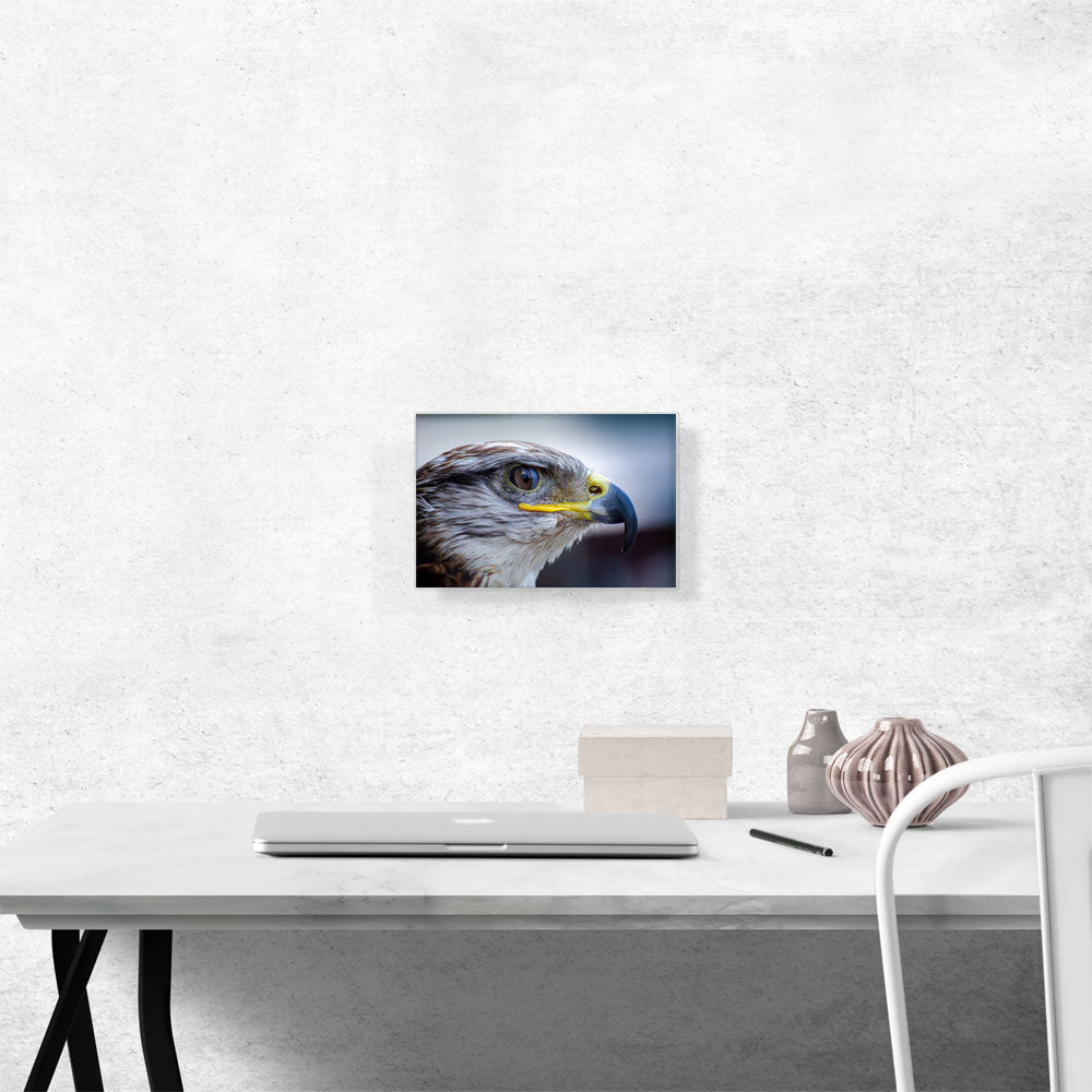 Falcon Bird Zoo decor