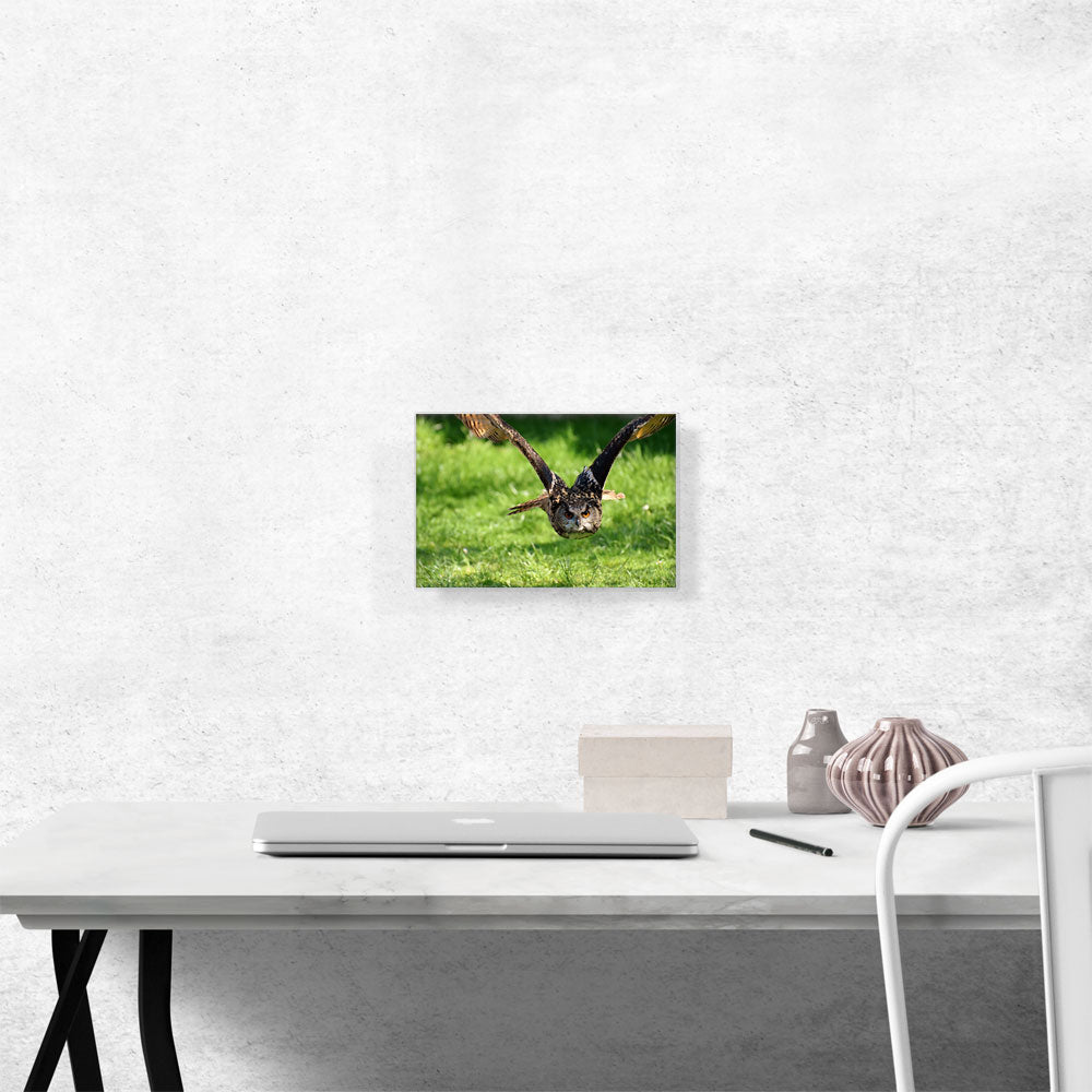 Flying Owl Home decor