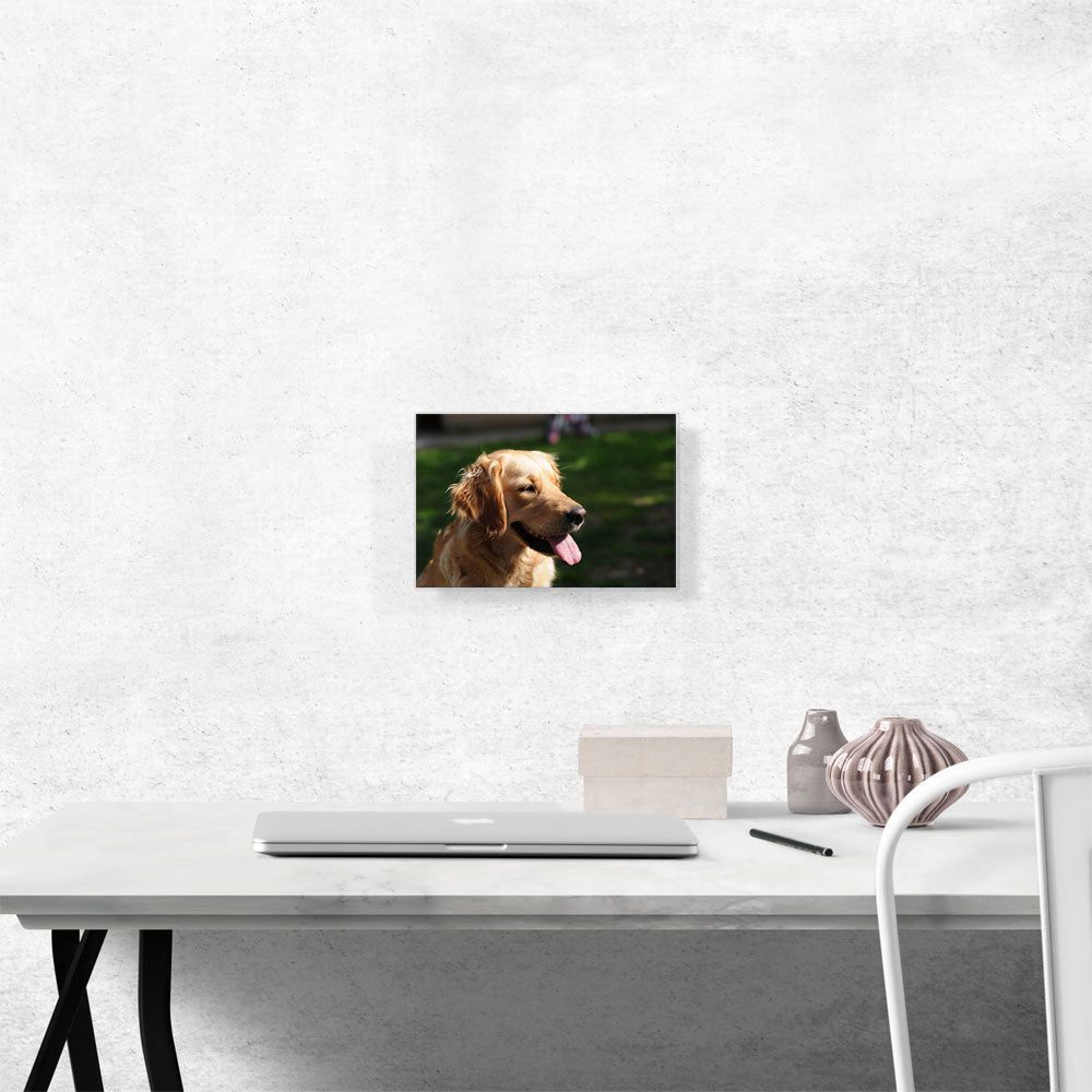 Golden Retriever Dog Home decor