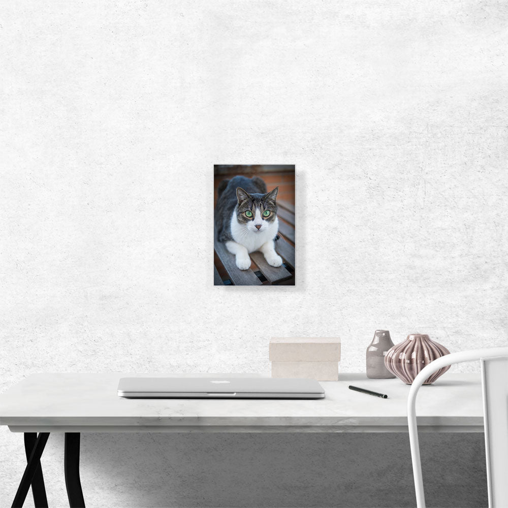 Green Eyes Cat Home decor